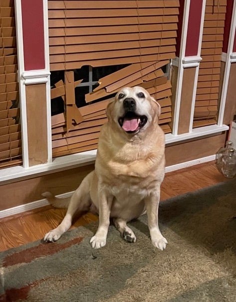 Sniper, the dog, next to the faux wood blinds he chewed
