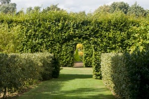 Privacy hedge