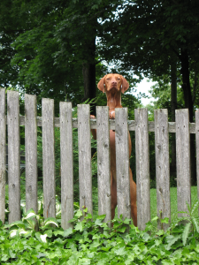 Fences for visual and physical security