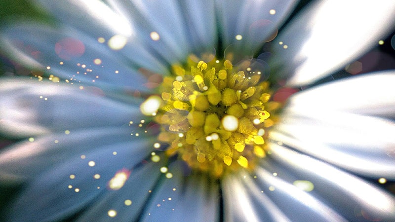 Avoid Allergy Triggers by Cleaning These Items