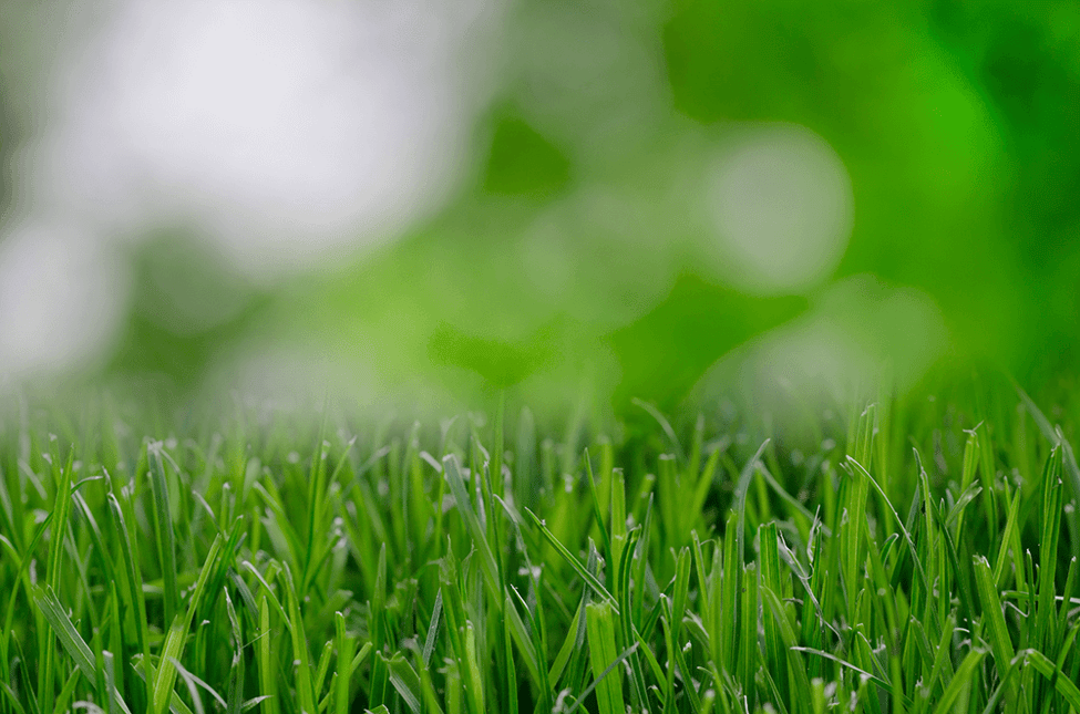Keep Lawn Mowed