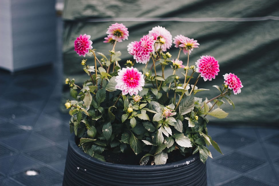 Add Potted Flowers